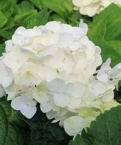 Future Forests Shrubs Hydrangea Macrophylla Shakira®