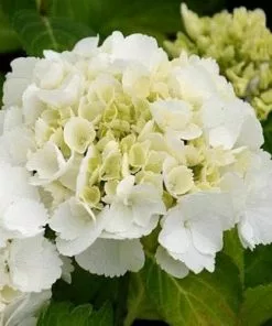 Future Forests Shrubs Hydrangea Macrophylla Shakira®