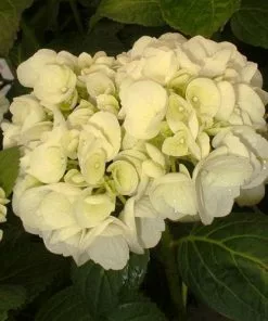 Future Forests Shrubs Hydrangea Macrophylla Shakira®