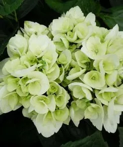 Future Forests Shrubs Hydrangea Macrophylla Shakira®