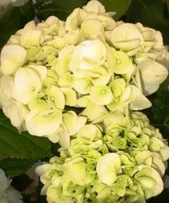 Future Forests Shrubs Hydrangea Macrophylla Shakira®