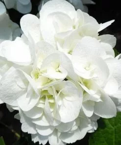 Future Forests Shrubs Hydrangea Macrophylla Shakira®