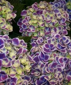 Future Forests Hydrangea Macrophylla Tivoli