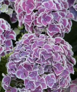 Future Forests Hydrangea Macrophylla Tivoli