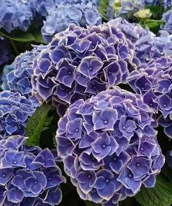 Future Forests Hydrangea Macrophylla Tivoli