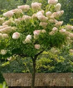 Future Forests Hydrangea Paniculata Grandiflora