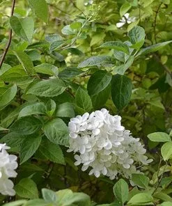 Future Forests Hydrangea Paniculata Grandiflora