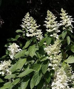 Future Forests Hydrangea Paniculata Grandiflora