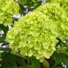 Future Forests Hydrangea Paniculata Little Lime®