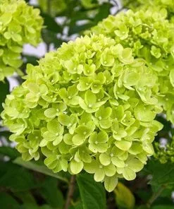 Future Forests Hydrangea Paniculata Little Lime®