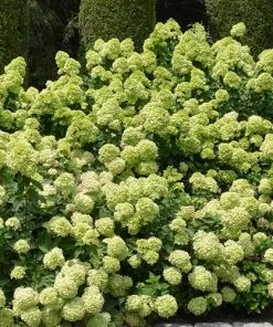 Future Forests Hydrangea Paniculata Little Lime®