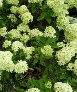 Future Forests Hydrangea Paniculata Little Lime®