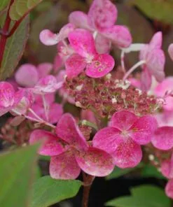 Future Forests Hydrangea Paniculata Early Sensation