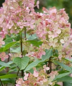 Future Forests Hydrangea Paniculata Early Sensation