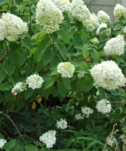 Future Forests Shrubs Hydrangea Paniculata Limelight®