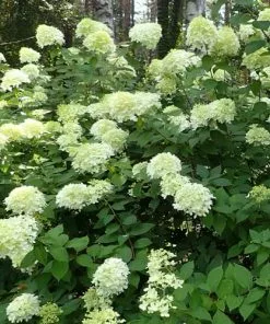 Future Forests Shrubs Hydrangea Paniculata Limelight®