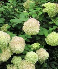 Future Forests Shrubs Hydrangea Paniculata Limelight®