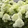 Future Forests Shrubs Hydrangea Paniculata Limelight®