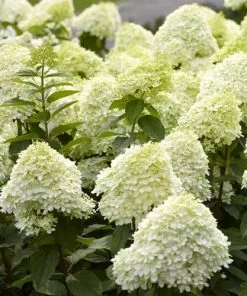 Future Forests Shrubs Hydrangea Paniculata Limelight®