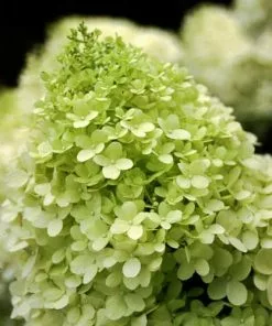 Future Forests Shrubs Hydrangea Paniculata Limelight®