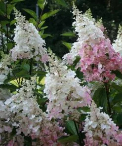 Future Forests Hydrangea Paniculata Pinky Winky Shrubs