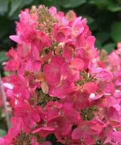 Future Forests Hydrangea Paniculata Diamant Rouge