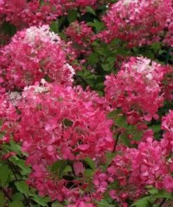 Future Forests Hydrangea Paniculata Diamant Rouge