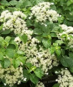 Future Forests Summer Interest Hydrangea Petiolaris - Climbing Hydrangea