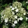 Future Forests Summer Interest Hydrangea Petiolaris - Climbing Hydrangea