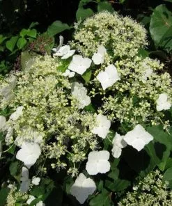 Future Forests Summer Interest Hydrangea Petiolaris - Climbing Hydrangea