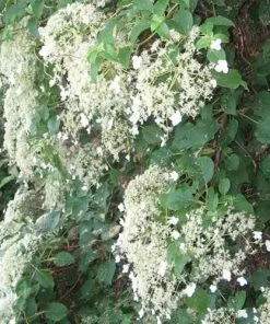 Future Forests Summer Interest Hydrangea Petiolaris - Climbing Hydrangea