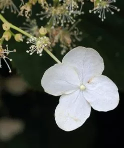 Future Forests Summer Interest Hydrangea Petiolaris - Climbing Hydrangea