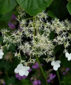Future Forests Summer Interest Hydrangea Petiolaris - Climbing Hydrangea