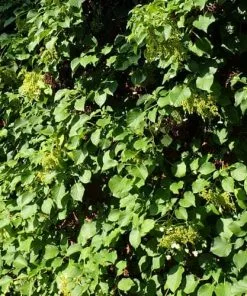 Future Forests Summer Interest Hydrangea Petiolaris - Climbing Hydrangea