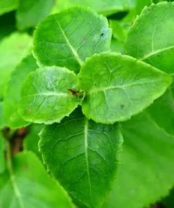 Future Forests Summer Interest Hydrangea Petiolaris - Climbing Hydrangea