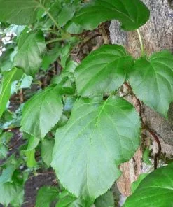 Future Forests Summer Interest Hydrangea Petiolaris - Climbing Hydrangea