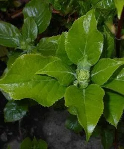 Future Forests Summer Interest Hydrangea Petiolaris - Climbing Hydrangea