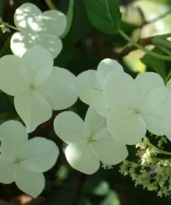 Future Forests Summer Interest Hydrangea Petiolaris - Climbing Hydrangea