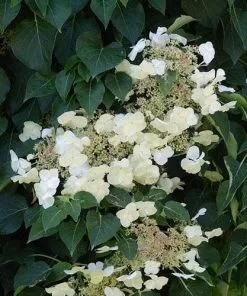 Future Forests Summer Interest Hydrangea Petiolaris - Climbing Hydrangea