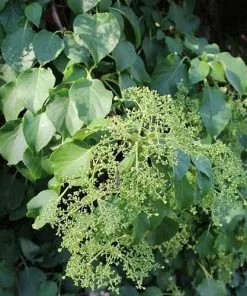 Future Forests Summer Interest Hydrangea Petiolaris - Climbing Hydrangea