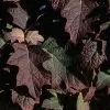 Future Forests Hydrangea Quercifolia Burgundy Shrubs