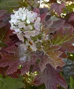 Future Forests Hydrangea Quercifolia Burgundy Shrubs 7 Future Forests Hydrangea Quercifolia Burgundy Shrubs