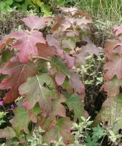 Future Forests Hydrangea Quercifolia Burgundy Shrubs 8 Future Forests Hydrangea Quercifolia Burgundy Shrubs