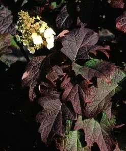 Future Forests Hydrangea Quercifolia Burgundy Shrubs 9 Future Forests Hydrangea Quercifolia Burgundy Shrubs