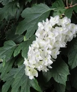 Future Forests Hydrangea Quercifolia Snow Queen