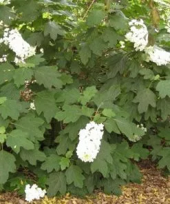 Future Forests Hydrangea Quercifolia Snow Queen