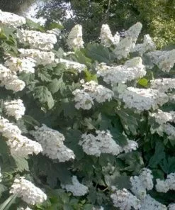 Future Forests Hydrangea Quercifolia Snow Queen