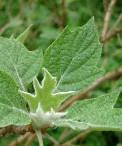 Future Forests Hydrangea Quercifolia Snow Queen