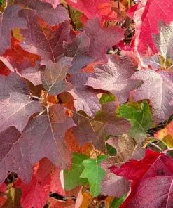Future Forests Hydrangea Quercifolia Snow Queen