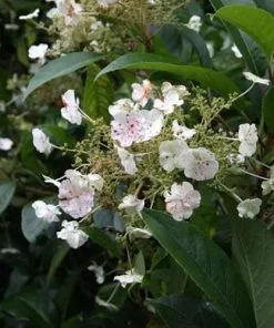 Future Forests Hydrangea Seemannii Climbers